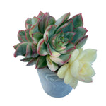 Echeveria Esther, Variegated Triple