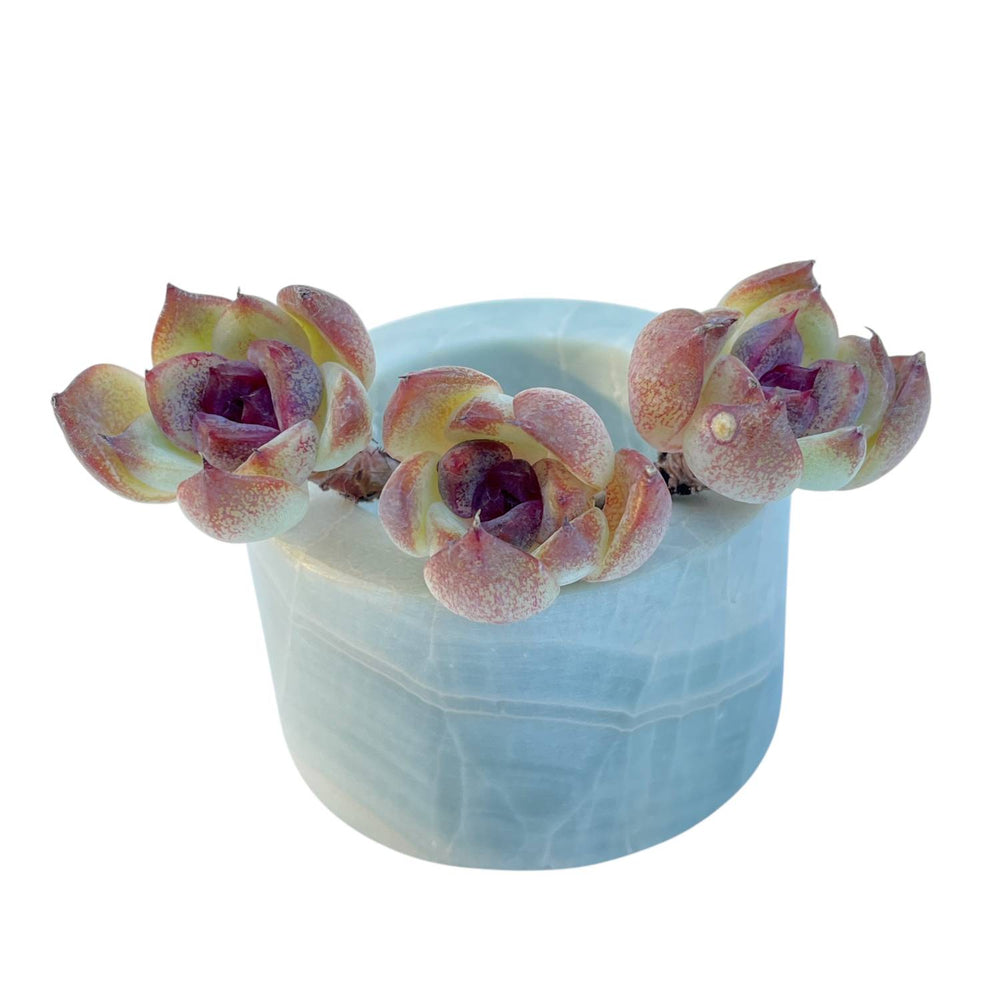 unknown succulents LAST CHANCE! Echeveria Unknown, Triple – Cedar Creek Farmhouse