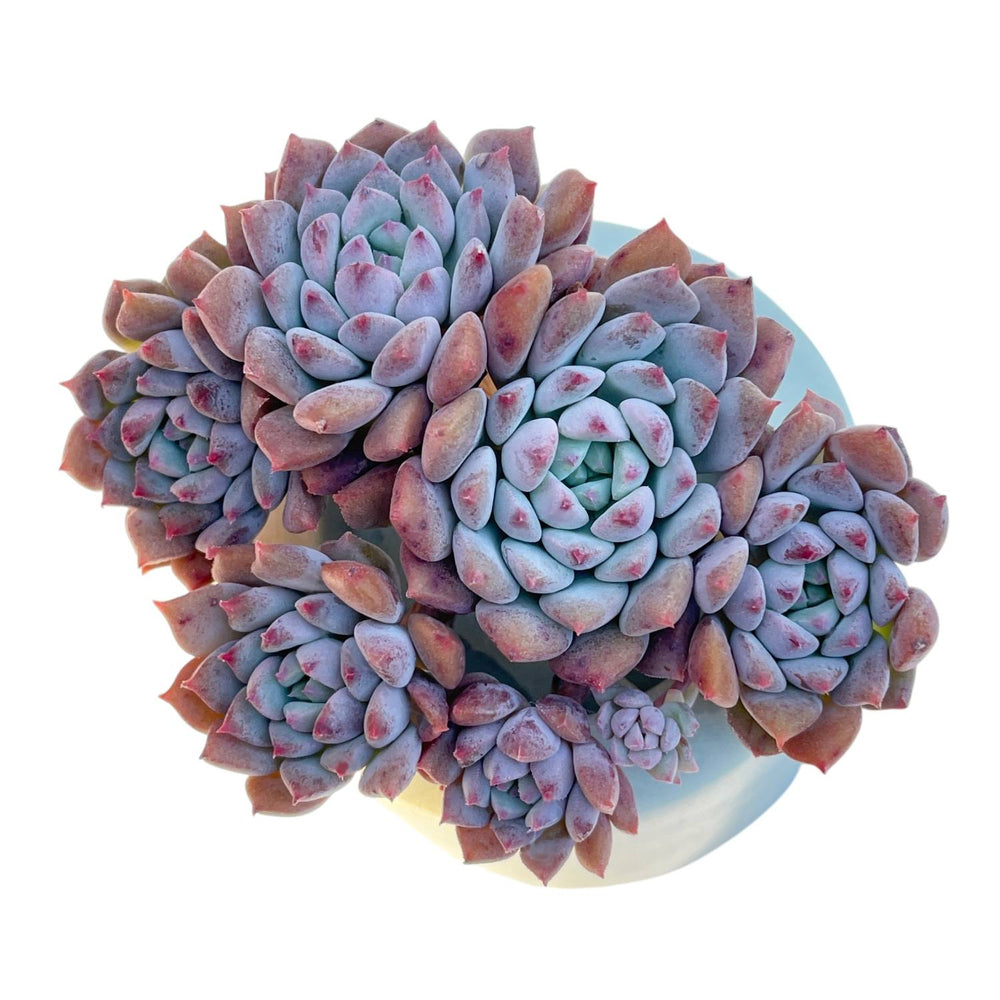 Echeveria Chrissy n Ryan Cluster