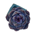Echeveria Black Raccoon