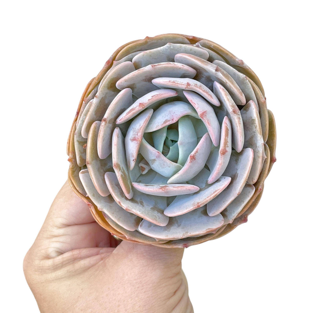 Echeveria Cream Latte