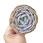Echeveria Cream Latte