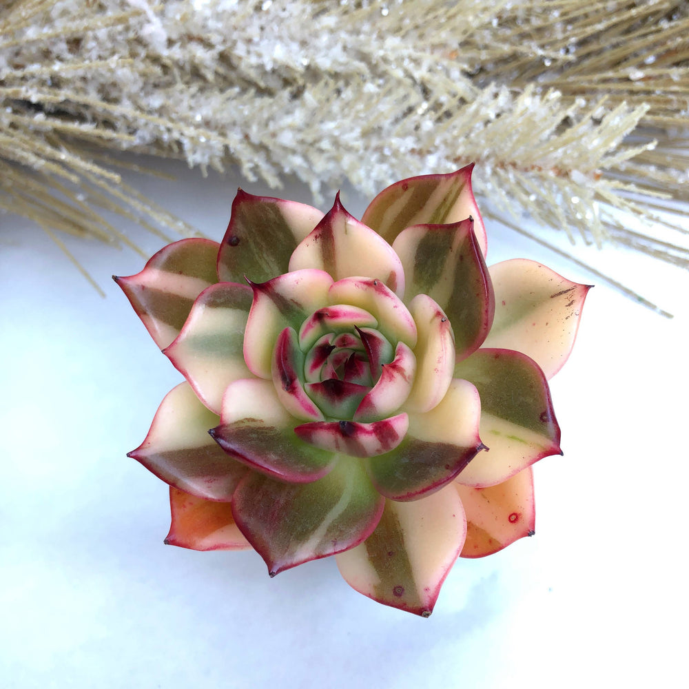 Echeveria Flamenco, Variegata