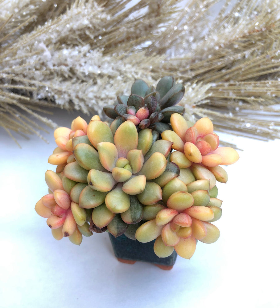 Graptoveria Amethorum, Large Variegated Cluster