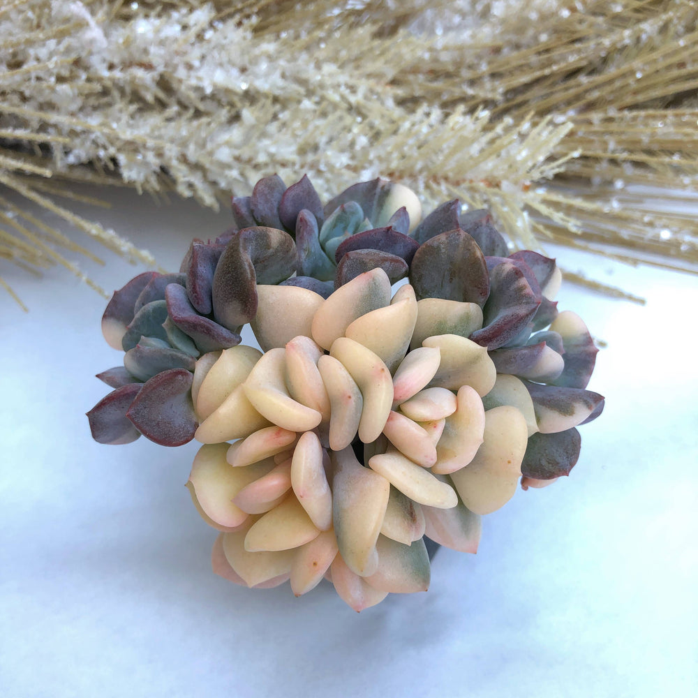 Echeveria Cubic Frost, Variegated Cluster