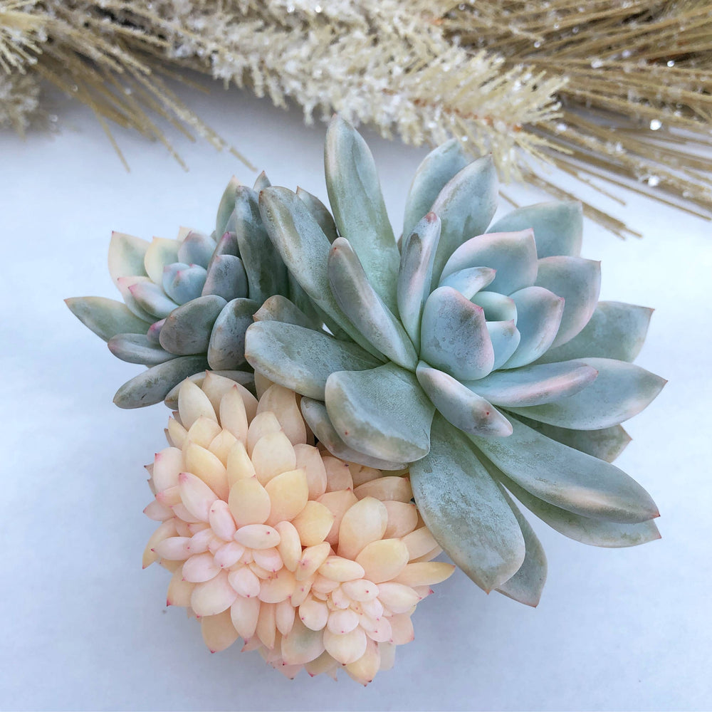 Echeveria Monroe, Huge Variegated and Crested Cluster