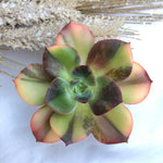 Echeveria Blue Metal, Highly Variegated