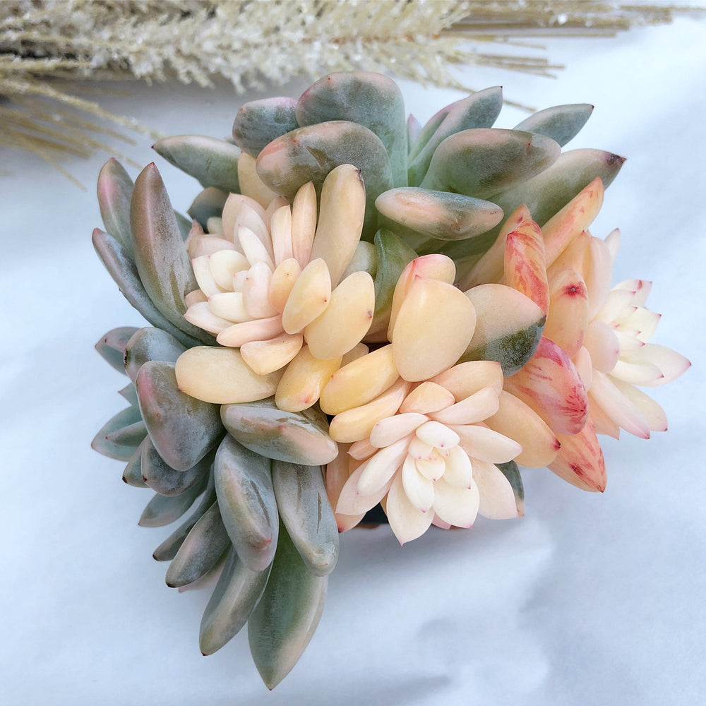 Echeveria Monroe, Highly Variegated, Possibly Mutated, Large Cluster