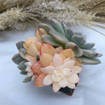 Echeveria Monroe, Highly Variegated, Possibly Mutated, Large Cluster