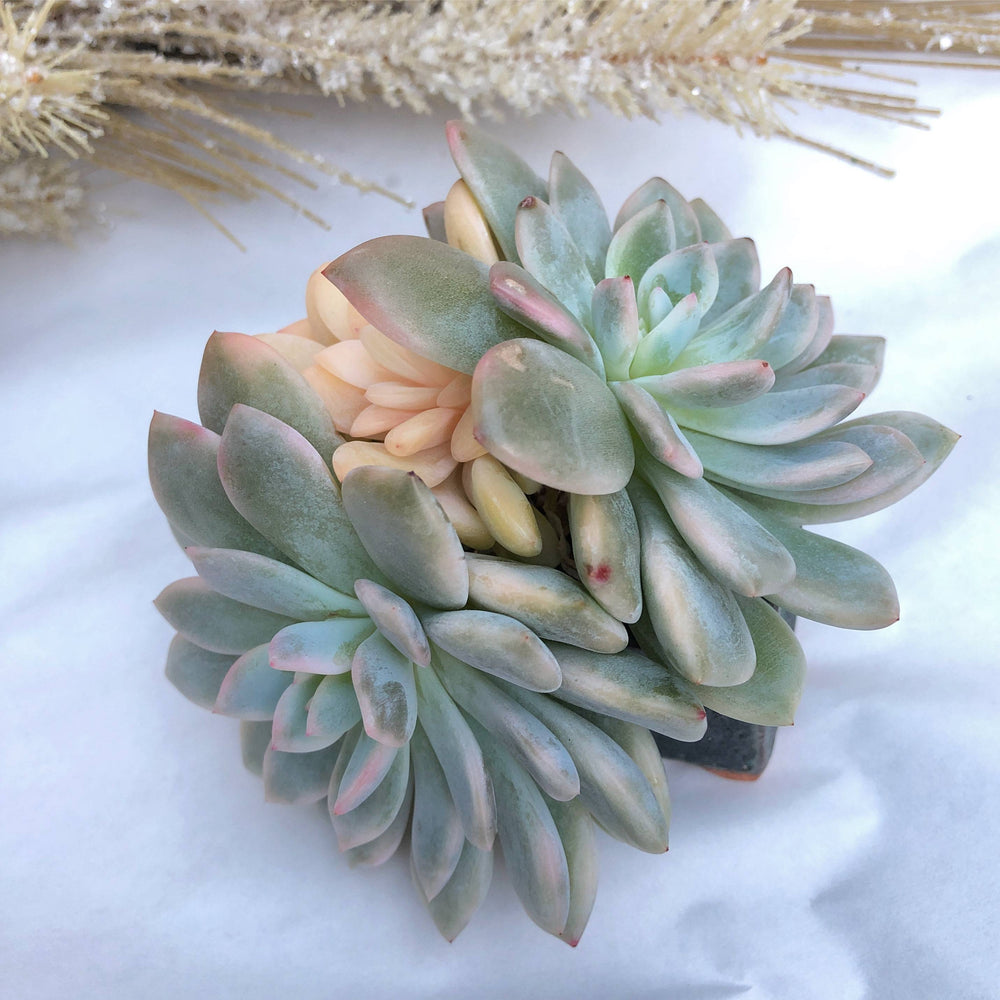 Echeveria Monroe, Highly Variegated, Possibly Mutated, Large Cluster