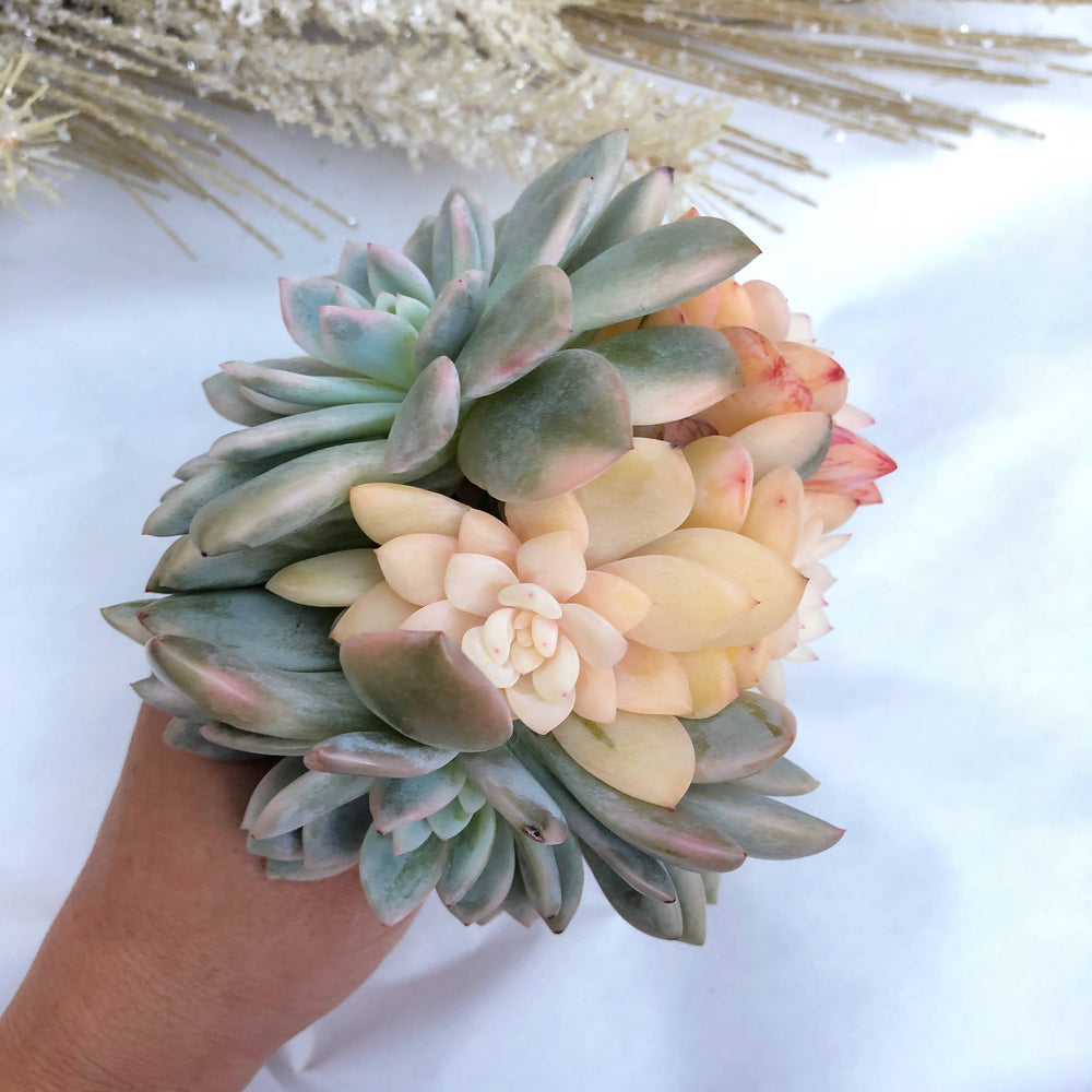 Echeveria Monroe, Highly Variegated, Possibly Mutated, Large Cluster