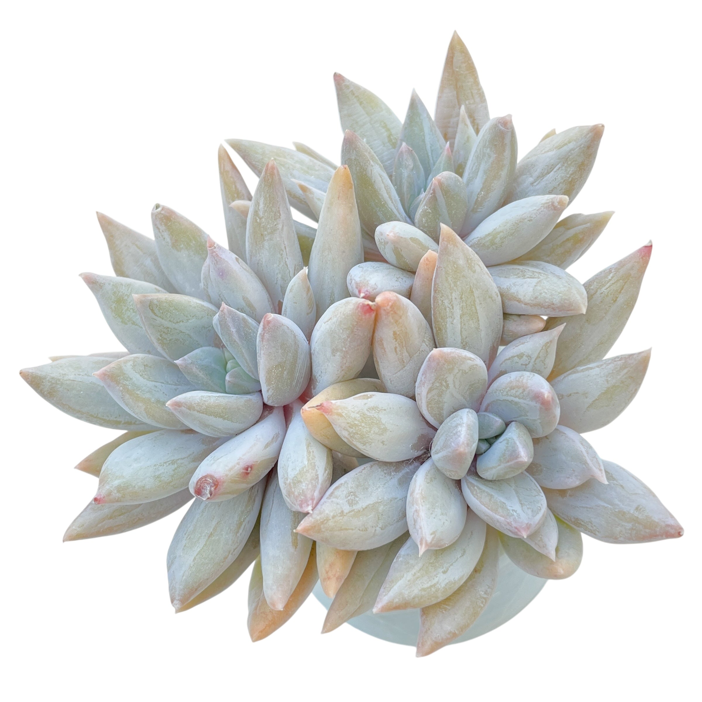 Echeveria Snow Vampire – Cedar Creek Farmhouse