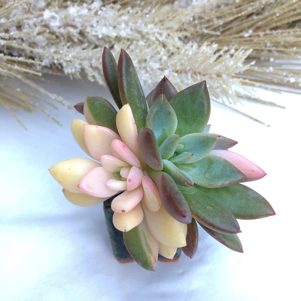 SPECIAL WHITE PEACOCK JUST CART! Echeveria Monroe, Variegated Triple
