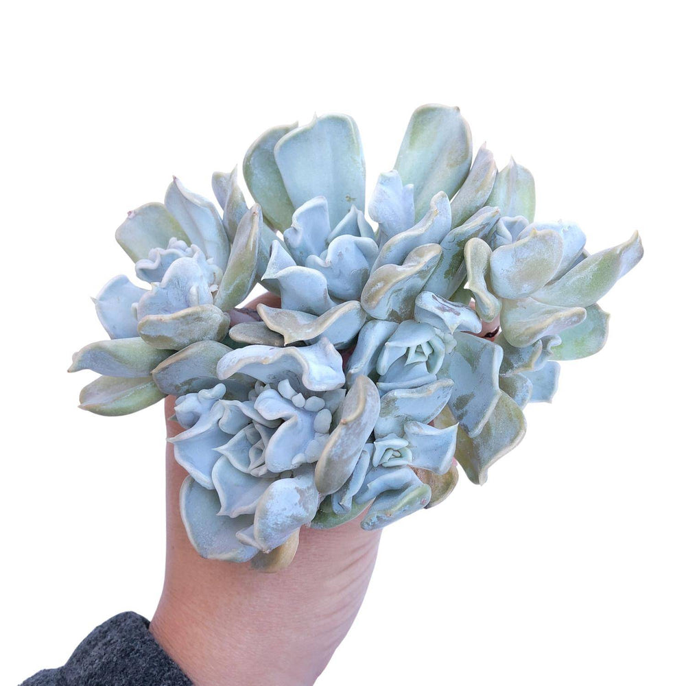 Echeveria Thriller Pearl, Large Cluster