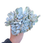 Echeveria Thriller Pearl, Large Cluster