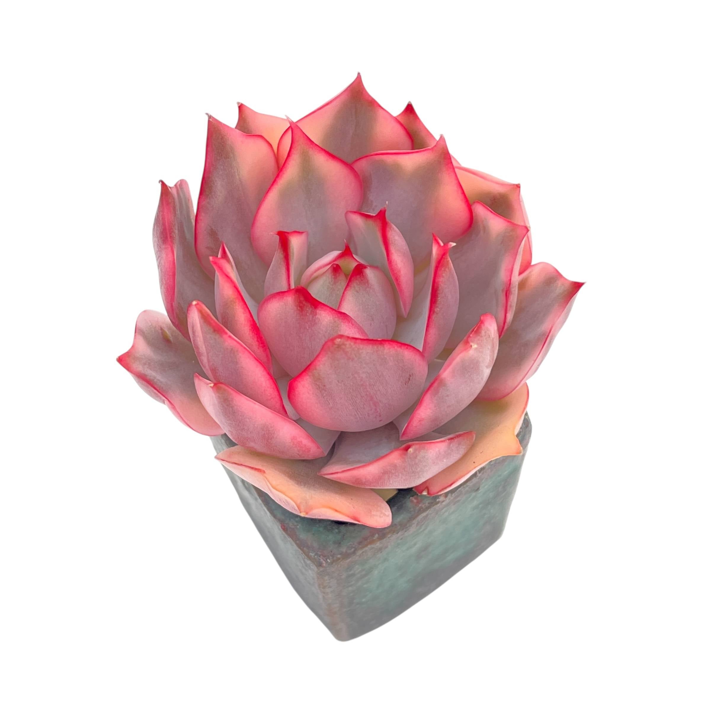❤︎sale❤︎デコパージュ ꔛ‬ꕤ リメイク *レンガ *タイル *薔薇ピンク Echeveria Pink Dragon, Variegata – Cedar Creek Farmhouse