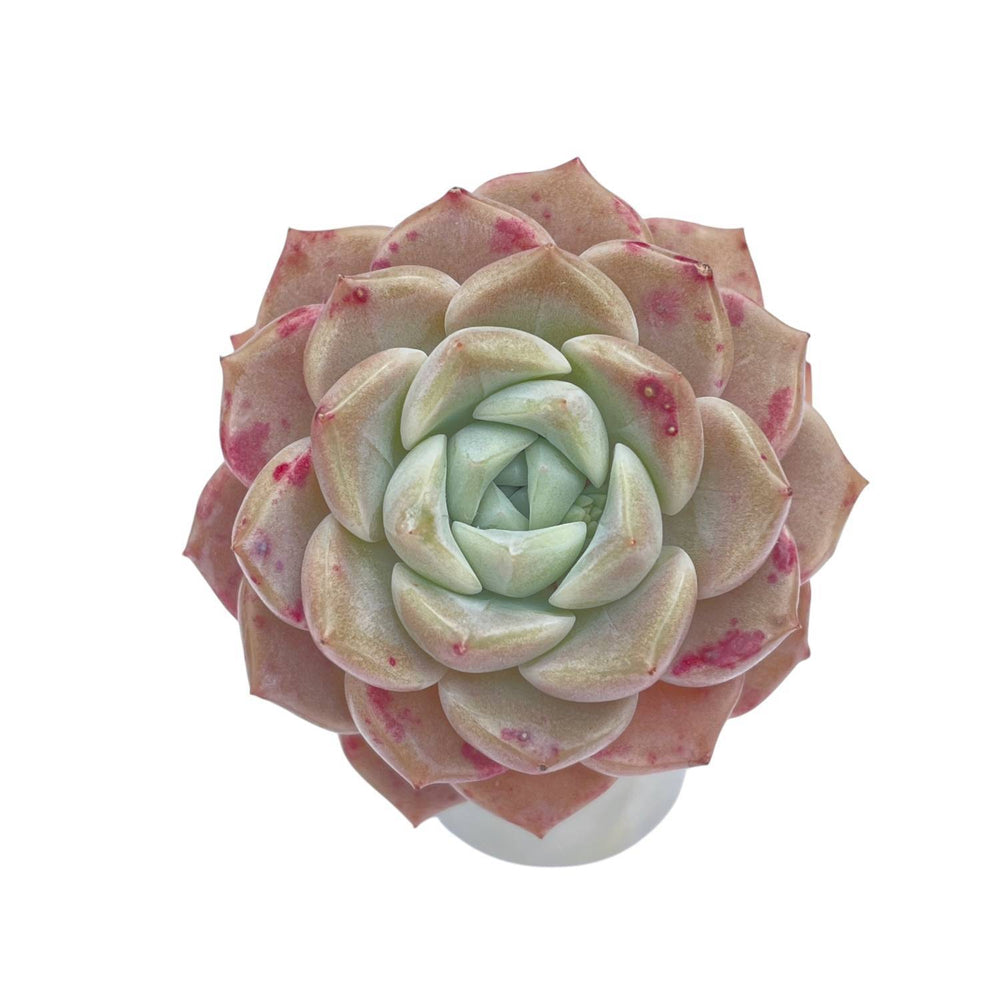 LAST CHANCE! Echeveria Pink Spot