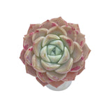 LAST CHANCE! Echeveria Pink Spot