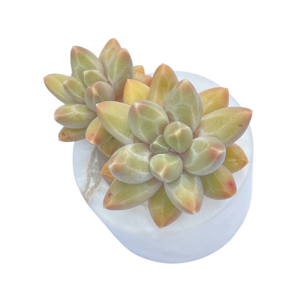 Pachyphytum Icarus