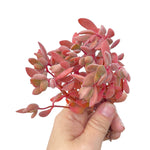 Crassula Atropurpurea var. Watermeyeri