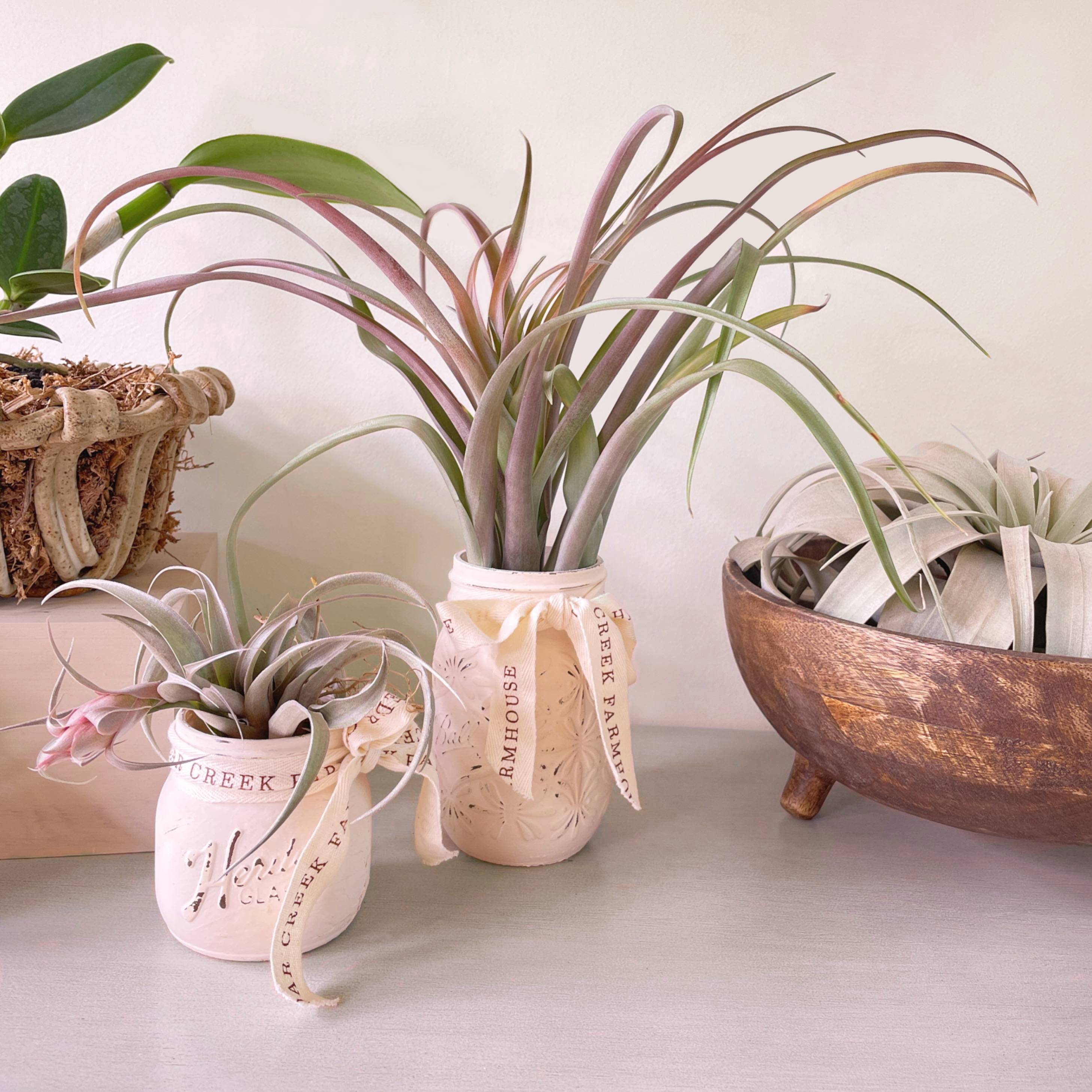 teddy bear air plant Tillandsia aeranthos Teddy Bear – Cedar Creek Farmhouse