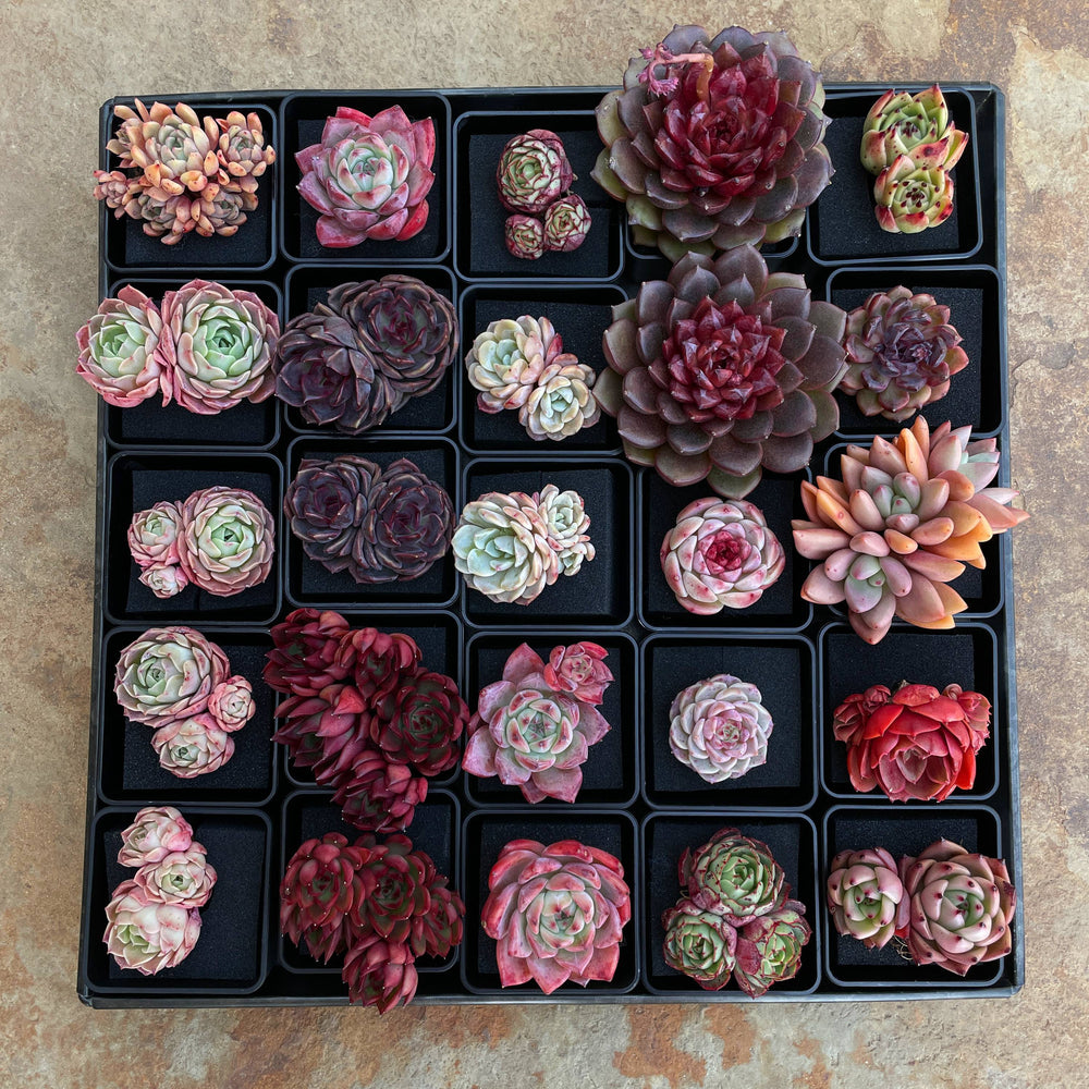 Echeveria Red Tan