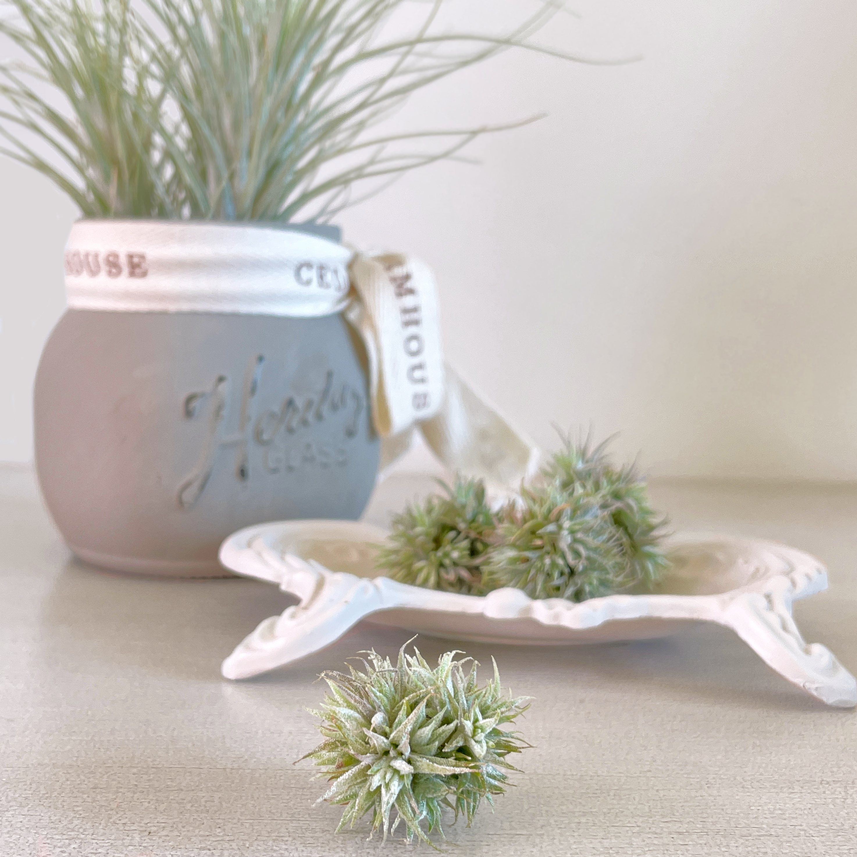 Tillandsia Ionantha 