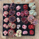 Echeveria Red Velvet