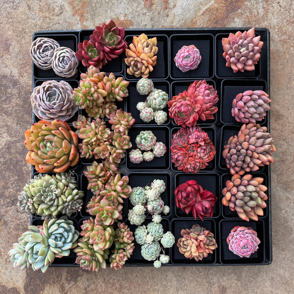 apple blossom succulent Echeveria Apple Blossom