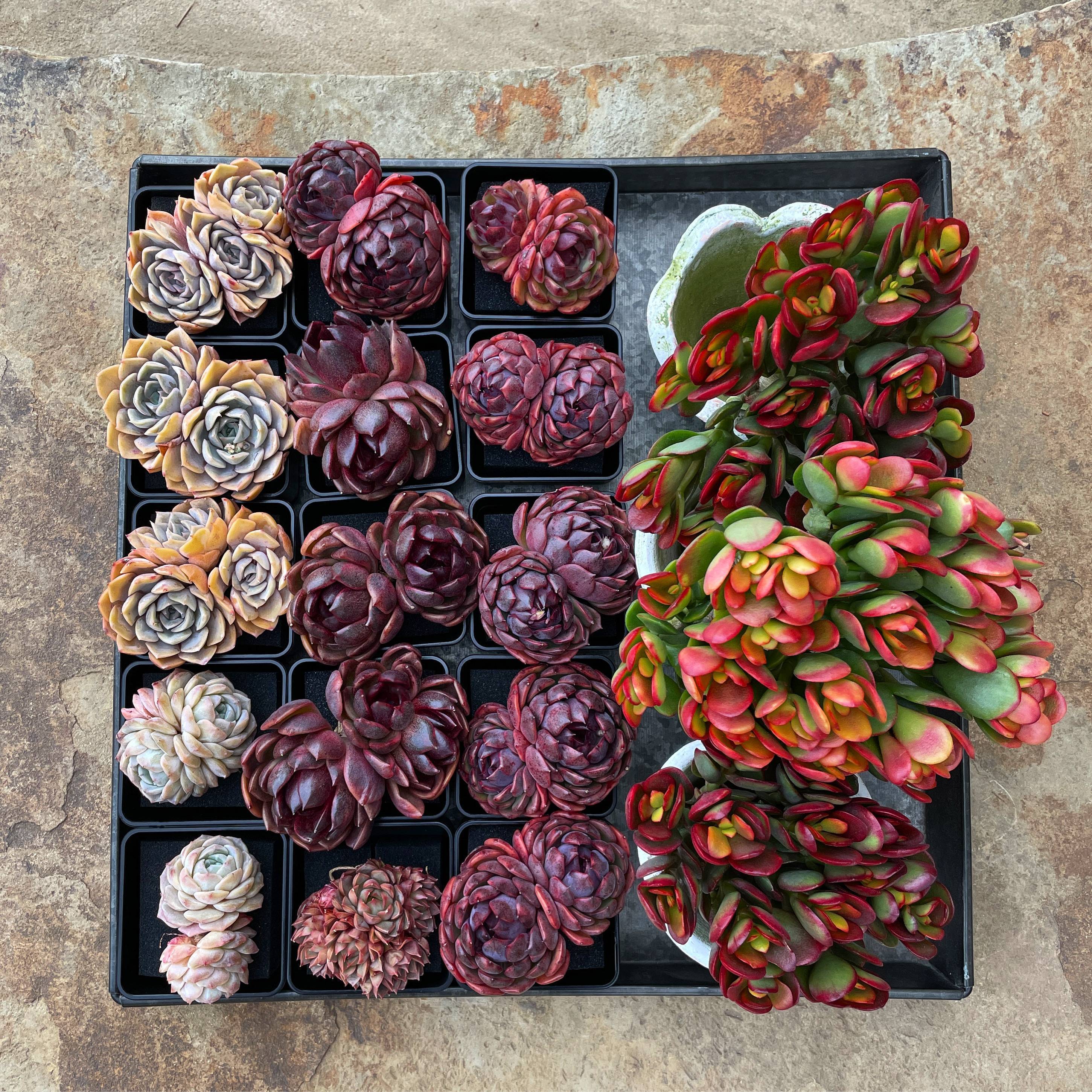 Crassula Argentea f Variegata – Cedar Creek Farmhouse