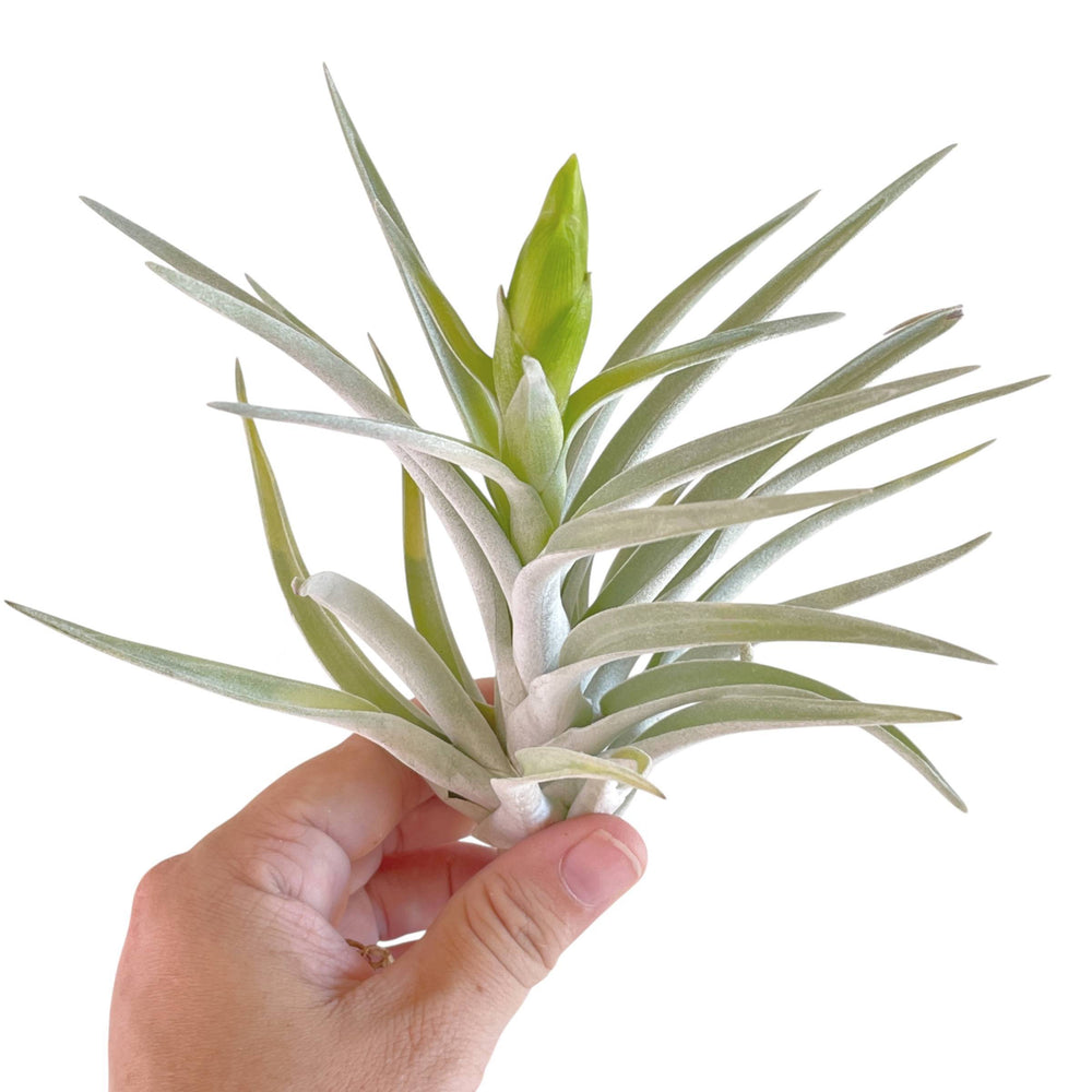 Tillandsia Harrisii (In Bloom)