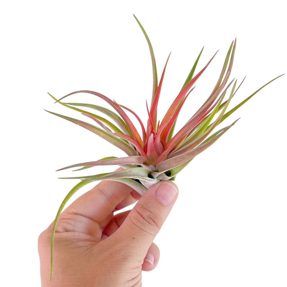 Tillandsia Velutina (In Bloom)