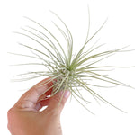Tillandsia Heteromorpha var. Rauhii