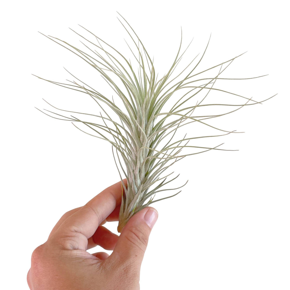 Tillandsia Heteromorpha var. Rauhii