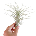 Tillandsia Heteromorpha var. Rauhii