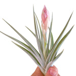Tillandsia Jucunda x Ixioides (In Bloom)