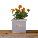 SPECIAL! JUST CART!! Kew Cornwall Pot- Grey