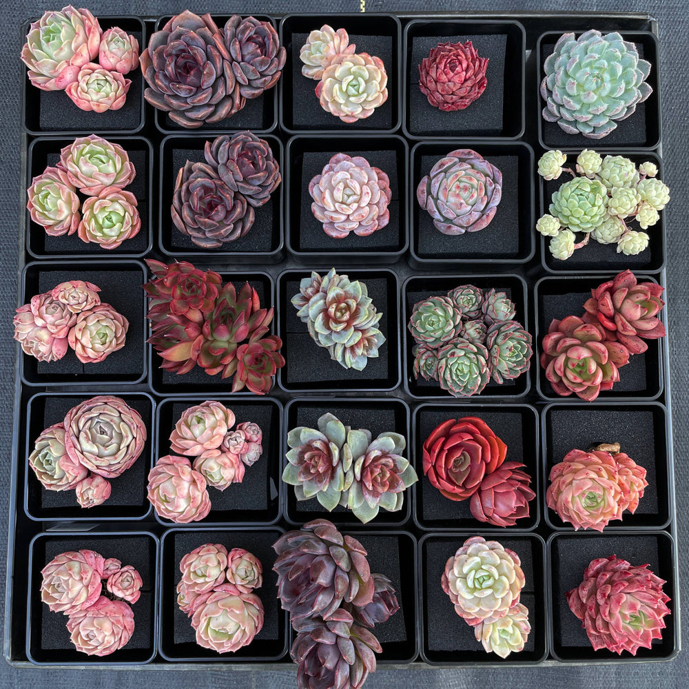 Echeveria Gold Light