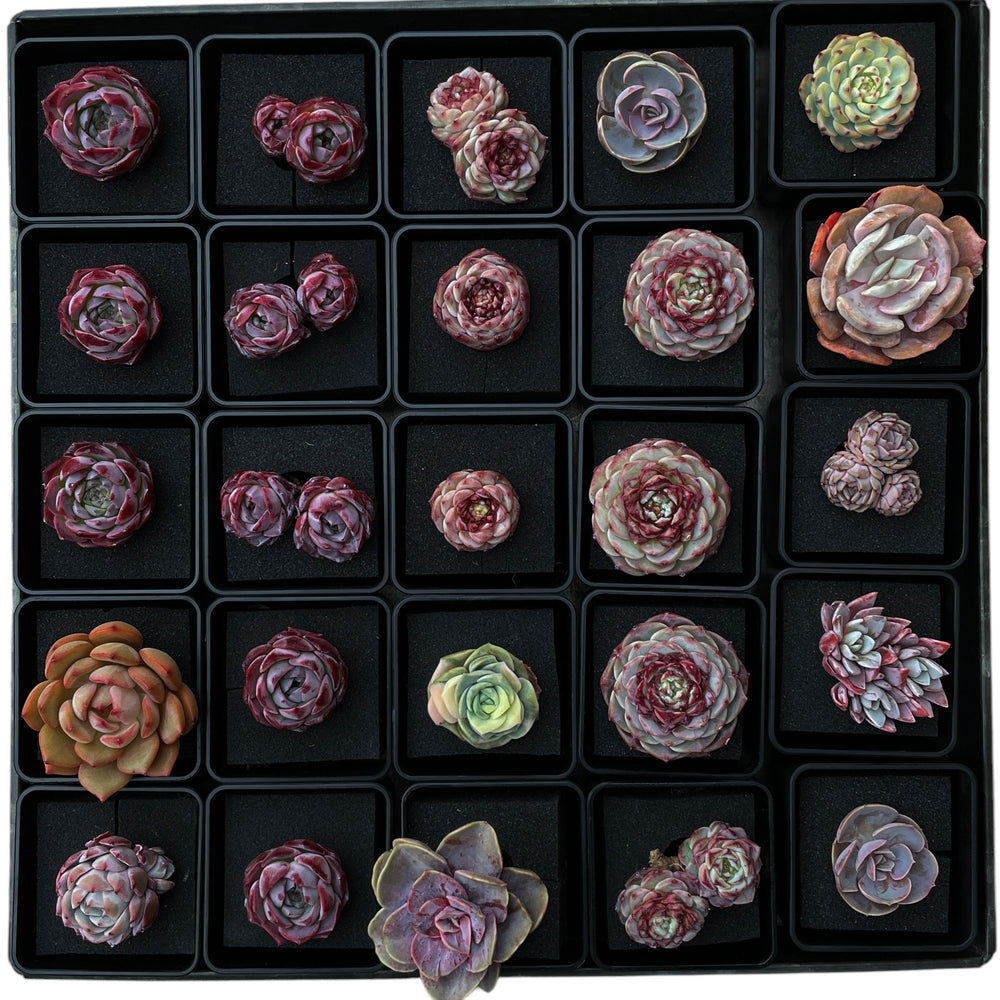 Echeveria Minima
