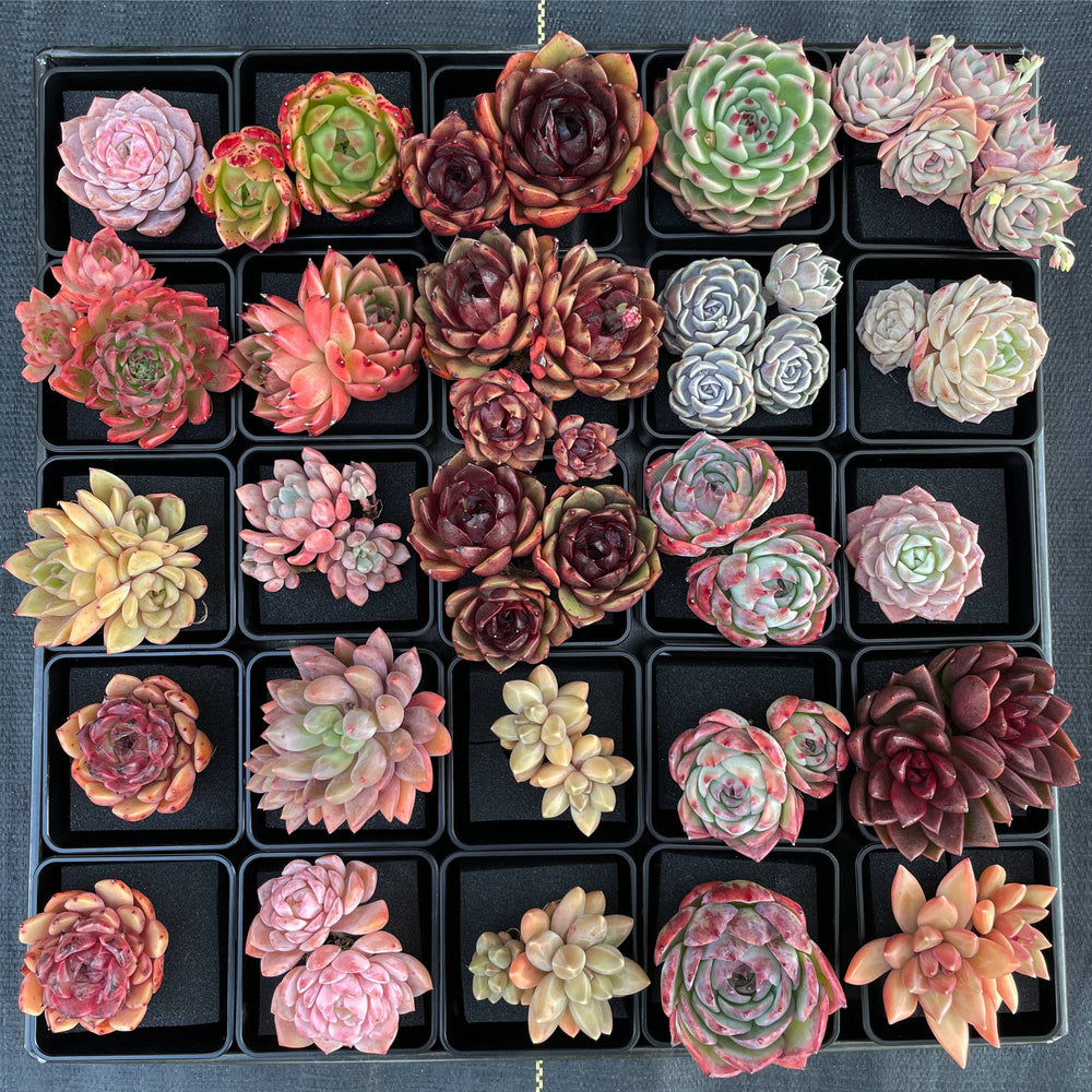 Echeveria Pine Rose