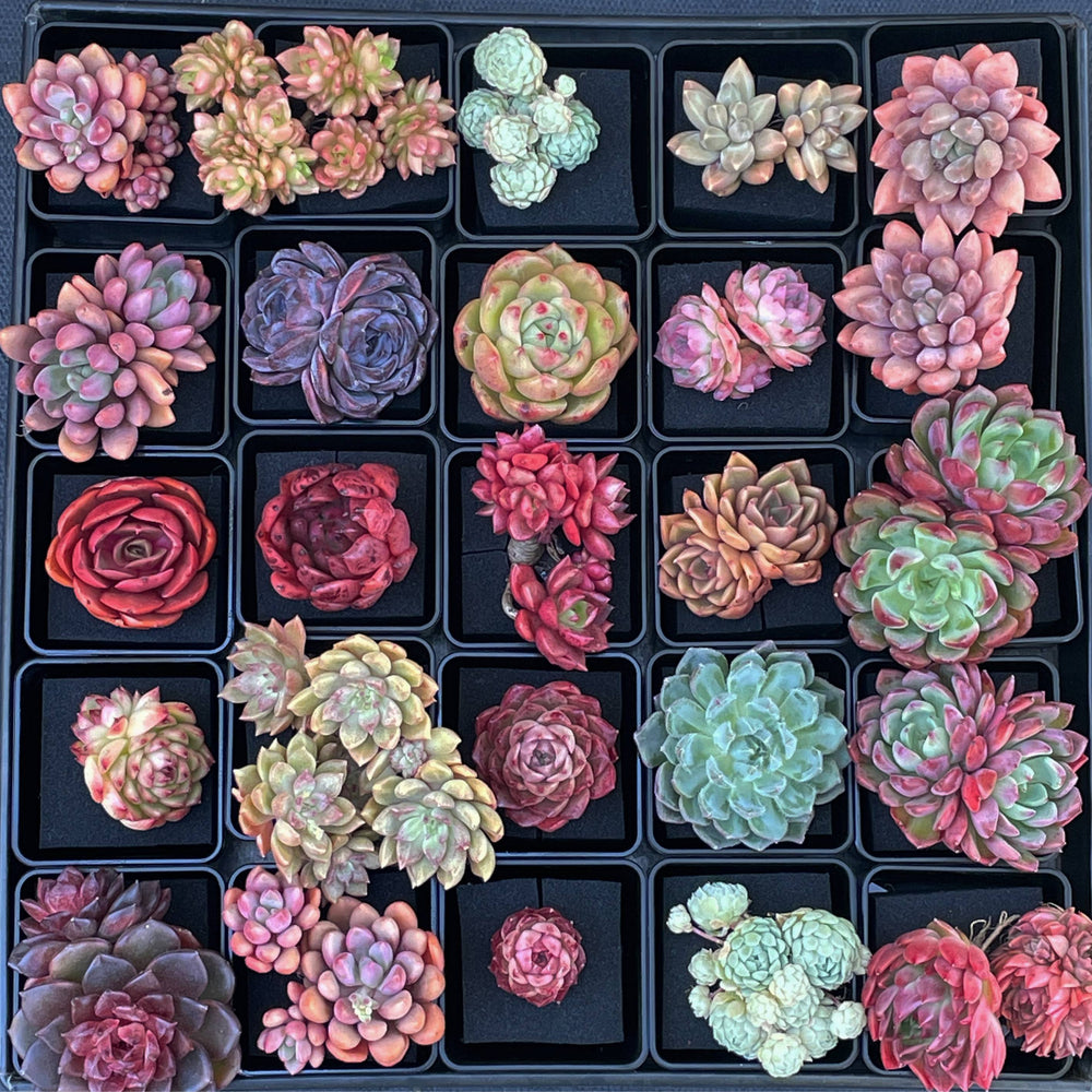 ruby donna succulent Echeveria Ruby Donna (Possible Hybrid) – Cedar Creek Farmhouse