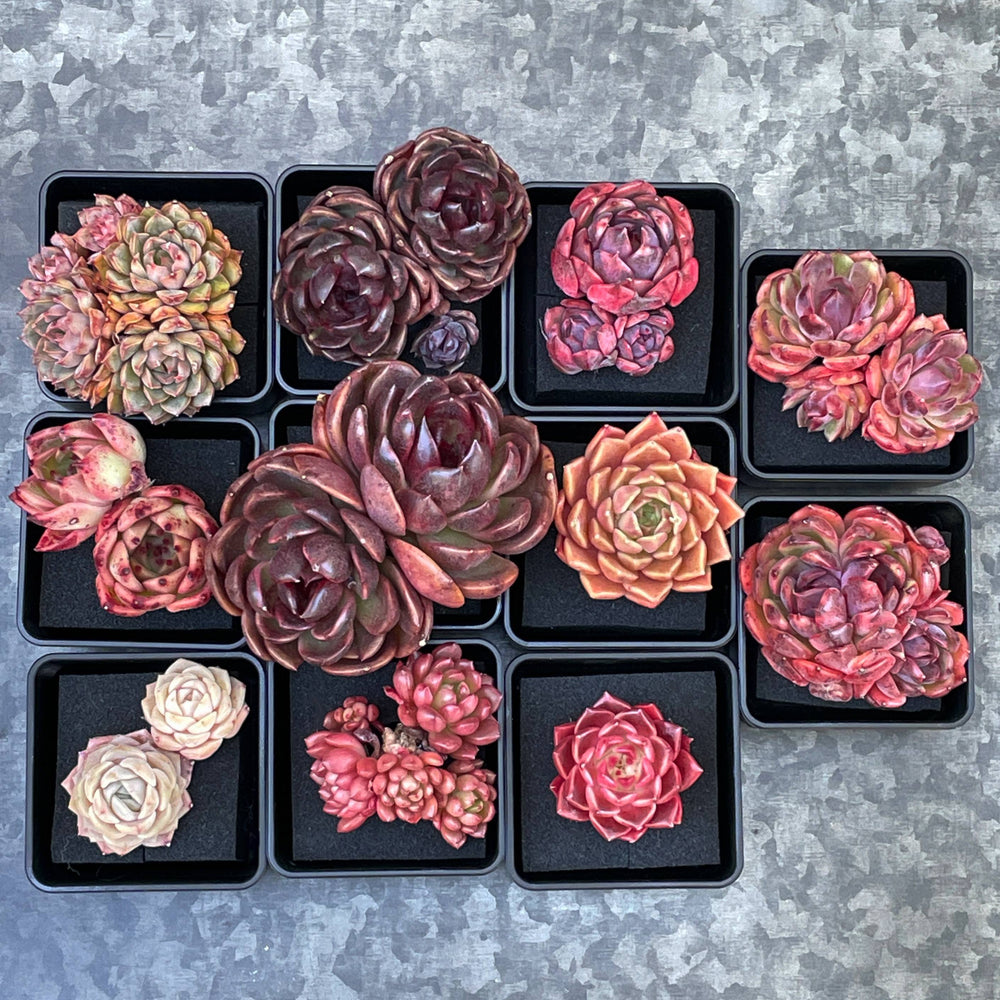 Echeveria Black Lotus