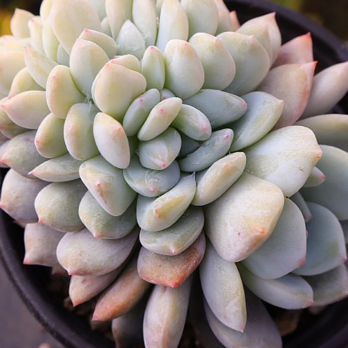 Echeveria Lindsayana Monroe