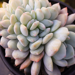 Echeveria Lindsayana Monroe