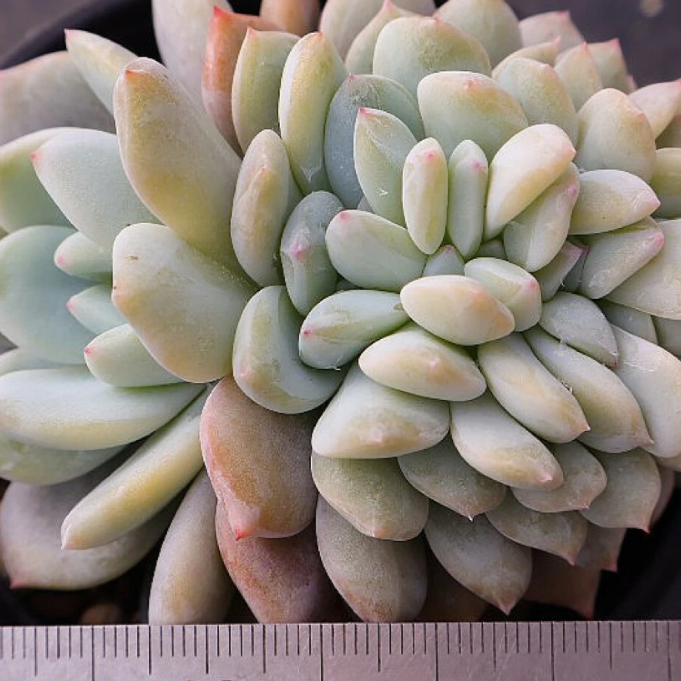 Echeveria Lindsayana Monroe