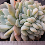 Echeveria Lindsayana Monroe