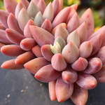 Pachyphytum Angel Fingers Red