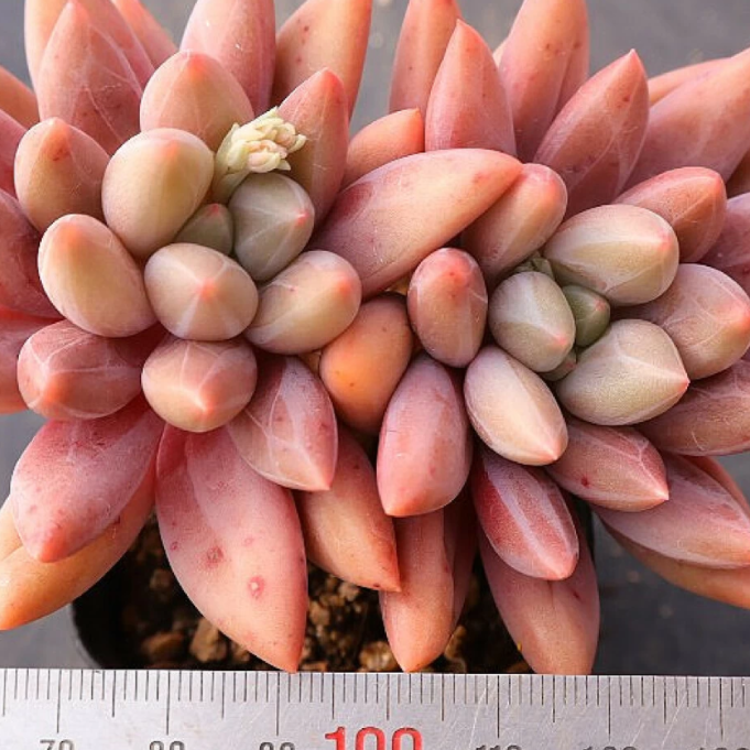 Pachyphytum Angel Fingers Red