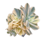 Echeveria Akaihosi, Variegated Cluster