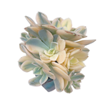 Echeveria Akaihosi, Variegated Cluster